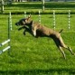 weimaraner